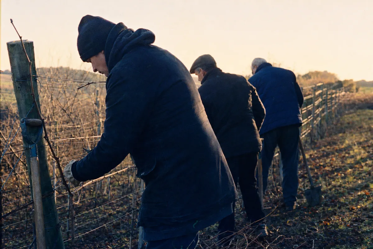Three workers in padded jackets burying canes in a vineyard row