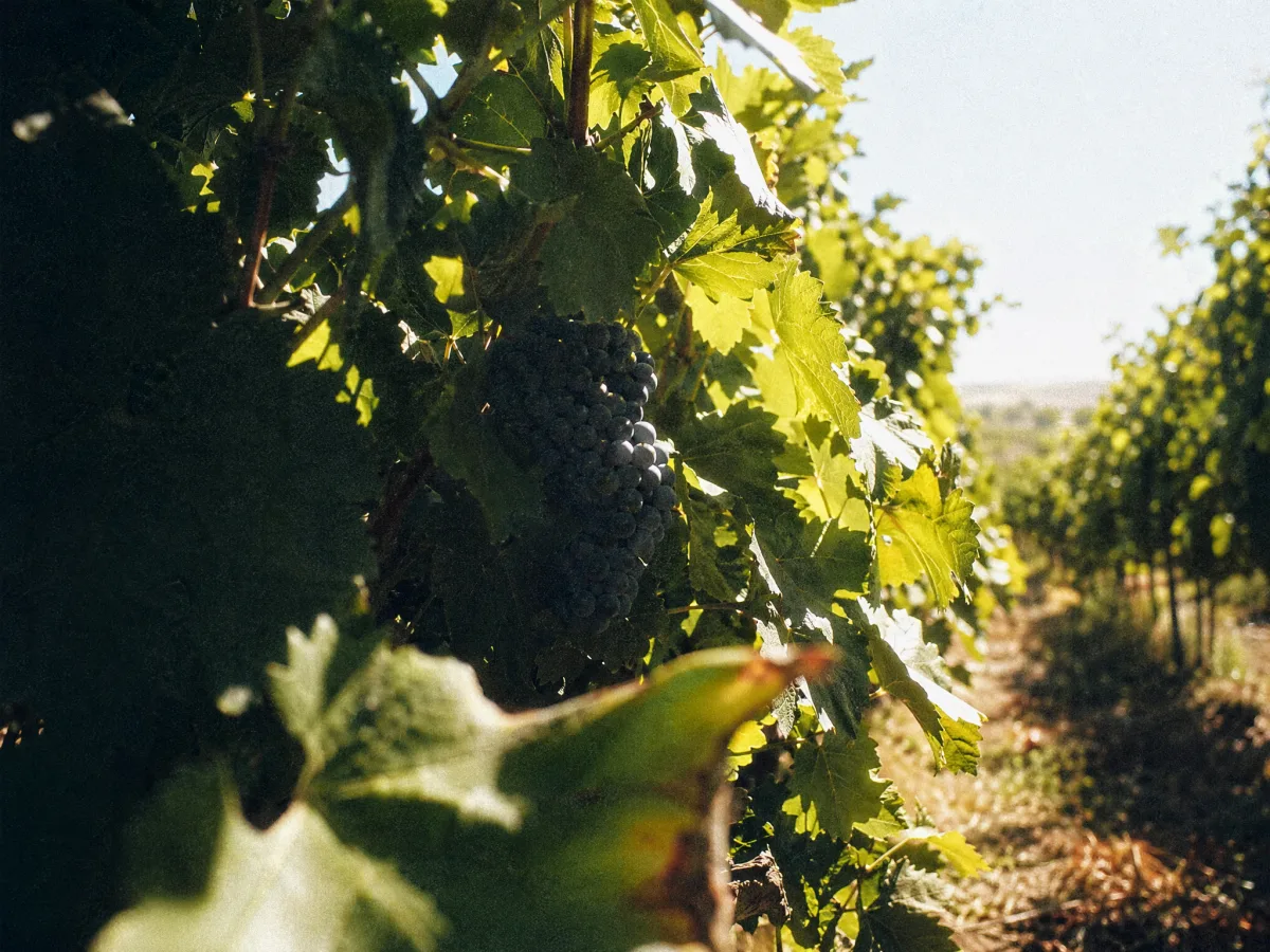 Dappled afternoon light through a high leaf wall onto shaded dark fruit clusters