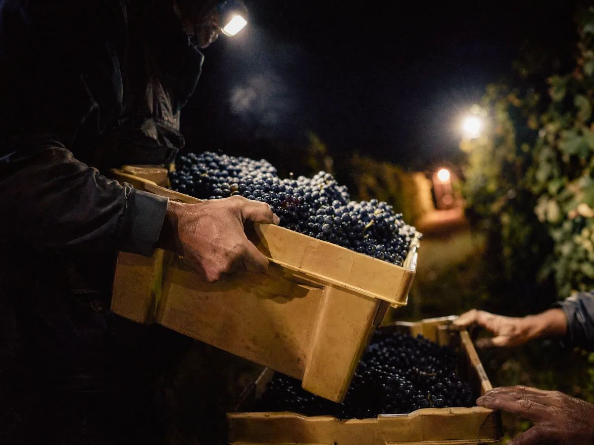 Night harvest crew at three in the morning, cold fruit lit by LED headlamps