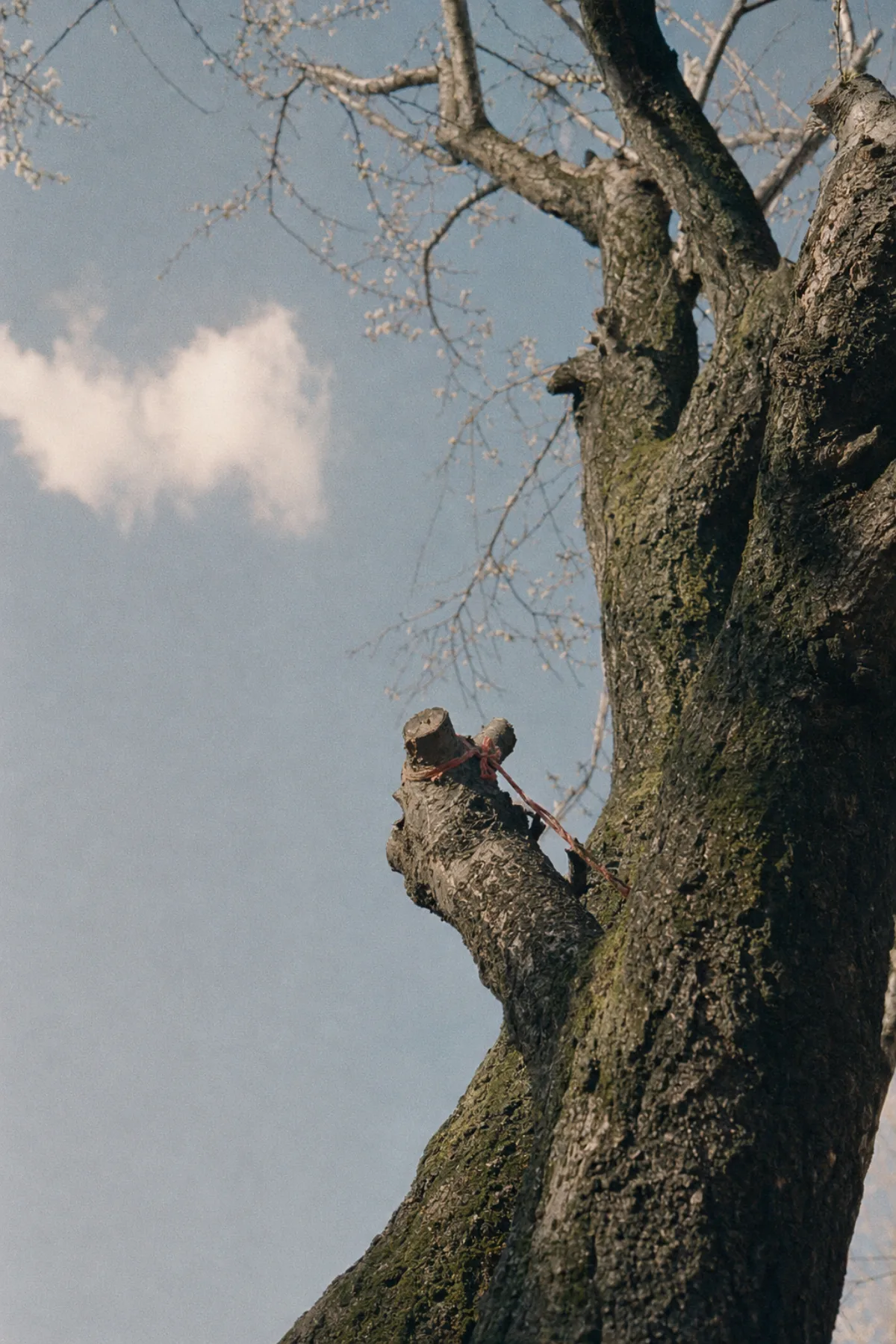 The trunk of the oldest apricot tree on the Ganchengzi block