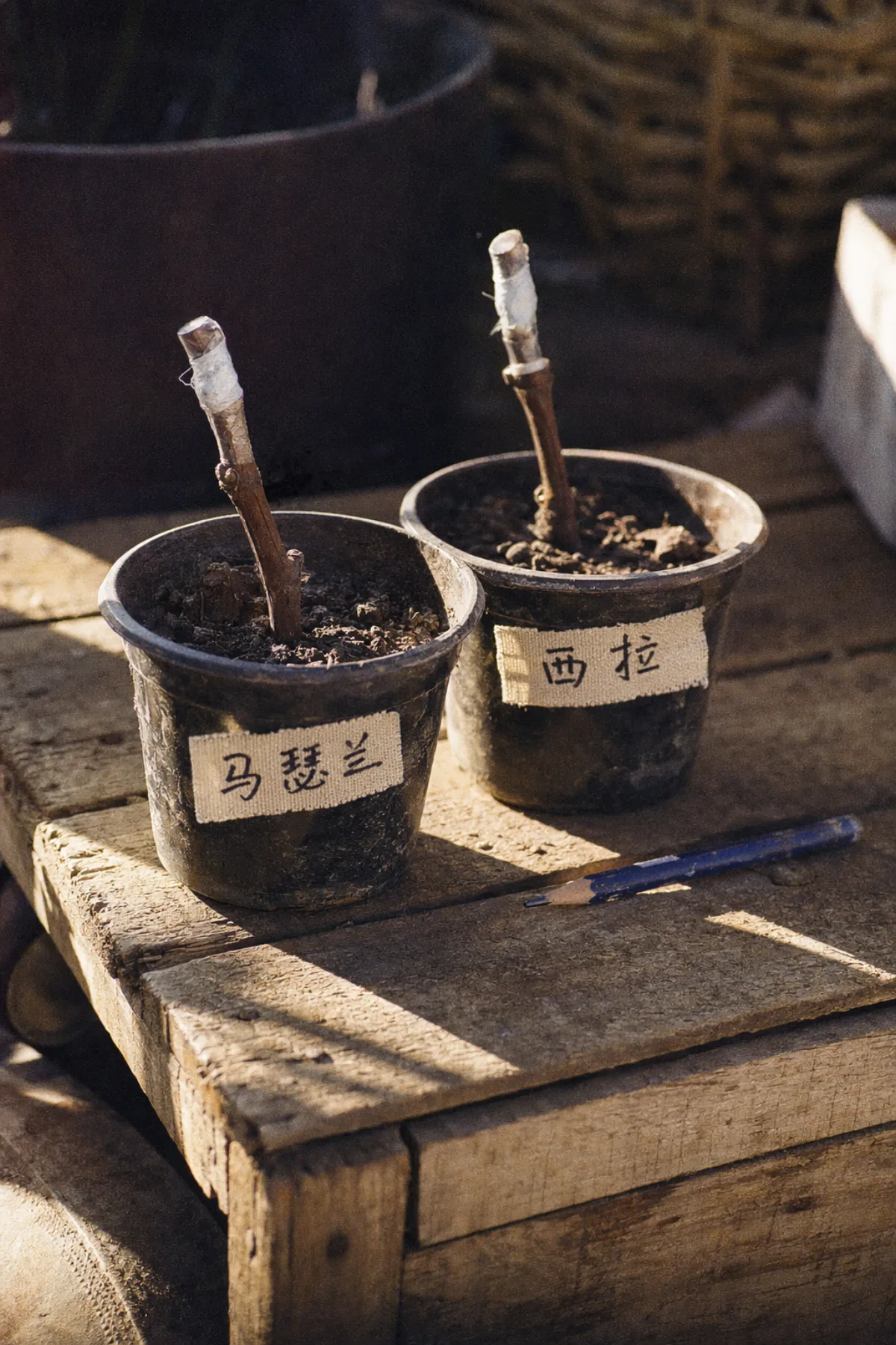 Two nursery pots of grafted cuttings labelled Marselan and Shiraz