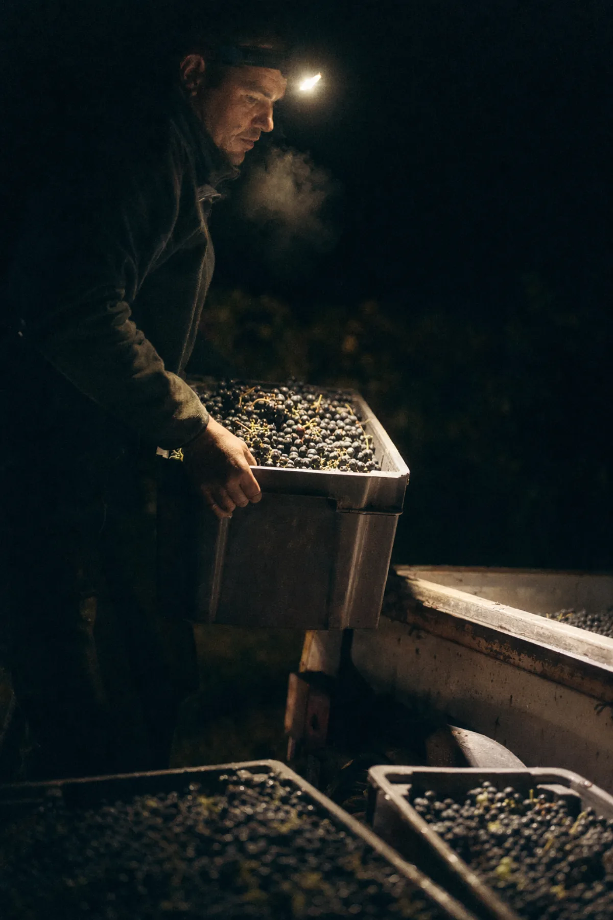 Night harvest — a crate of cold marselan lit by a single headlamp