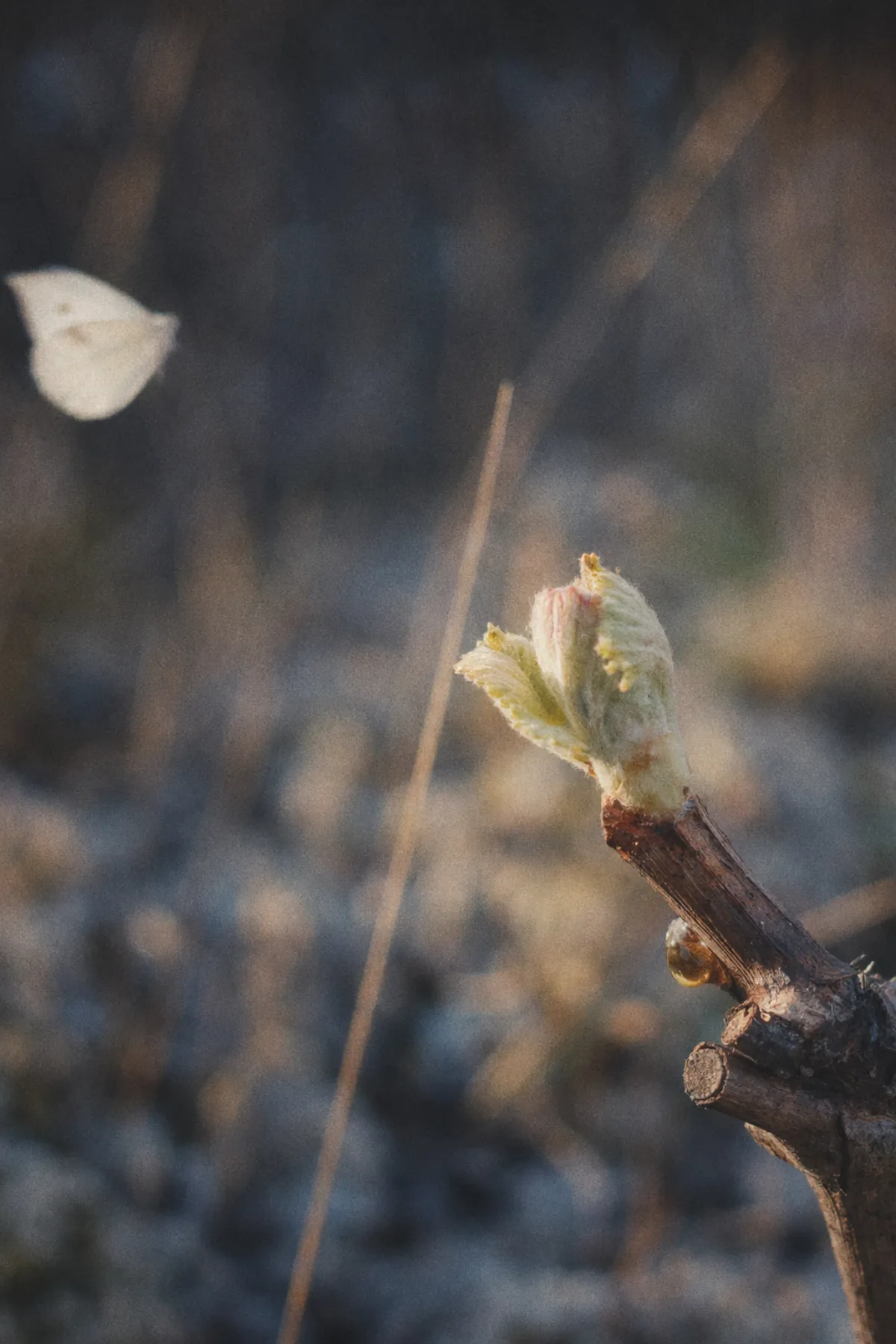 A single cabernet bud just breaking on a cane