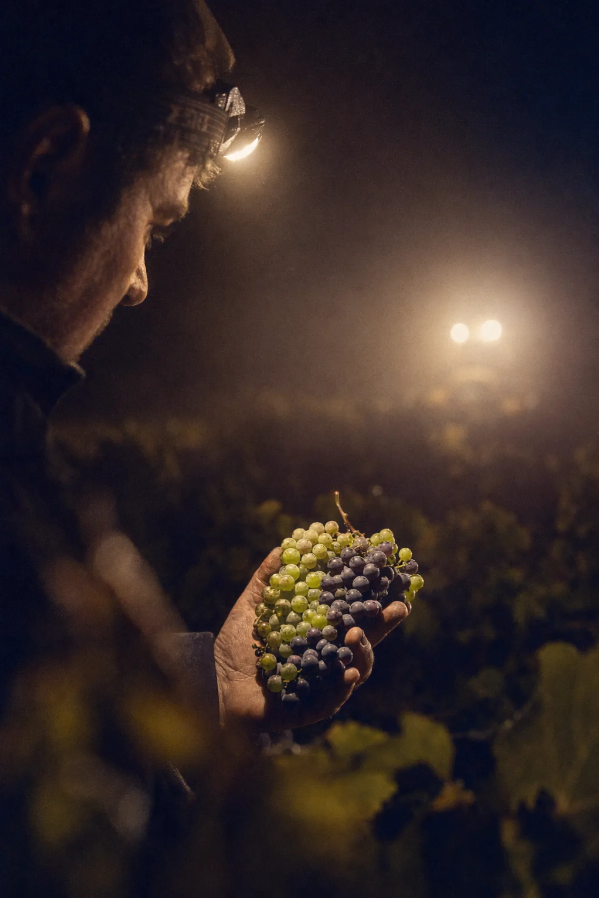 A bunch of grapes mid-veraison held under a headlamp at 2am