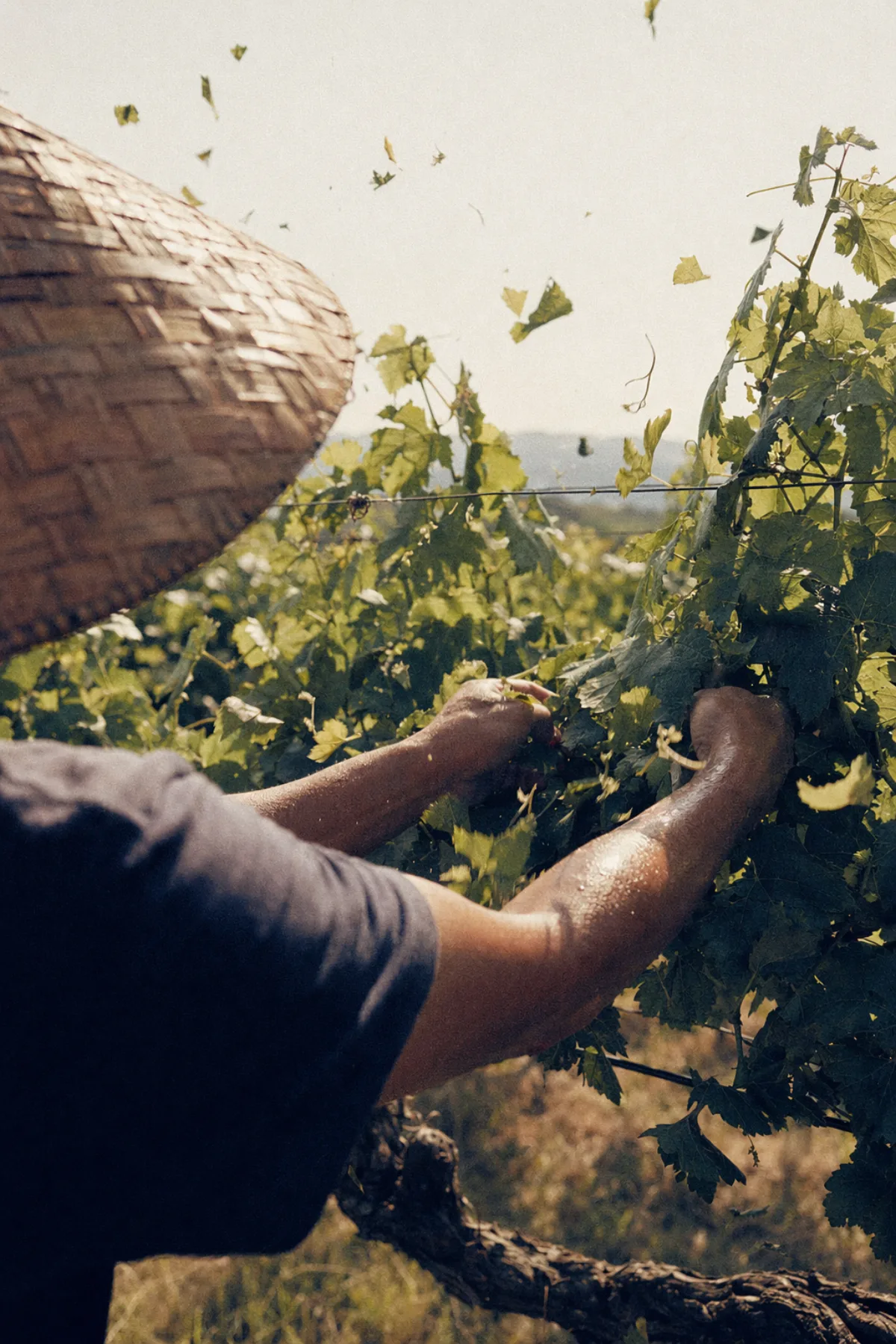 A worker in a bamboo hat leaf-thinning at noon, cut leaves in the air